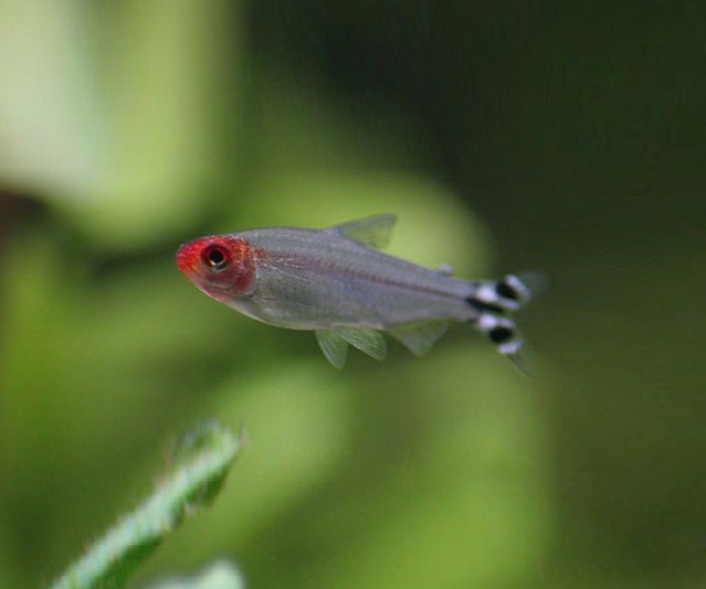 RØDMUNNSTETRA, Hemigrammus bleheri