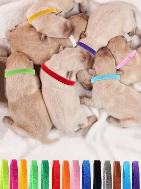 ID Valpehalsbånd (kull)