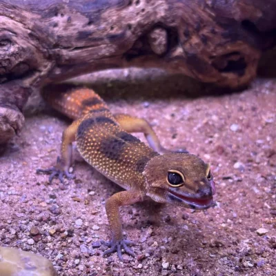 LEOPARDGEKKO "Zoltan" Designer mix M/L, Eublepharis macularis