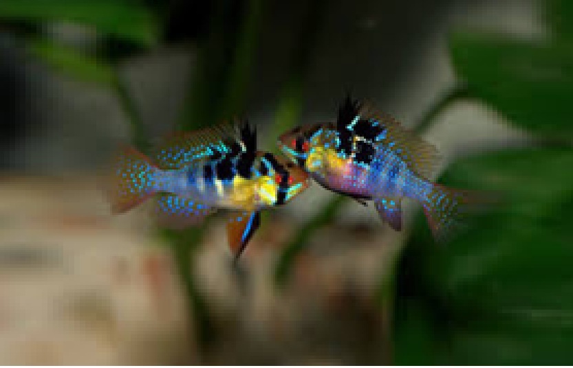 SOMMERFUGLCIKLIDE, 'Blå', Microgeophagus ramirezi