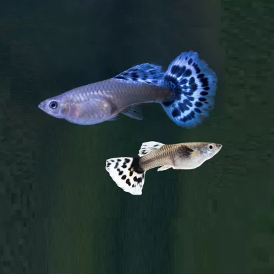 GUPPY Hunner, SPESIAL, Poecilia reticulata