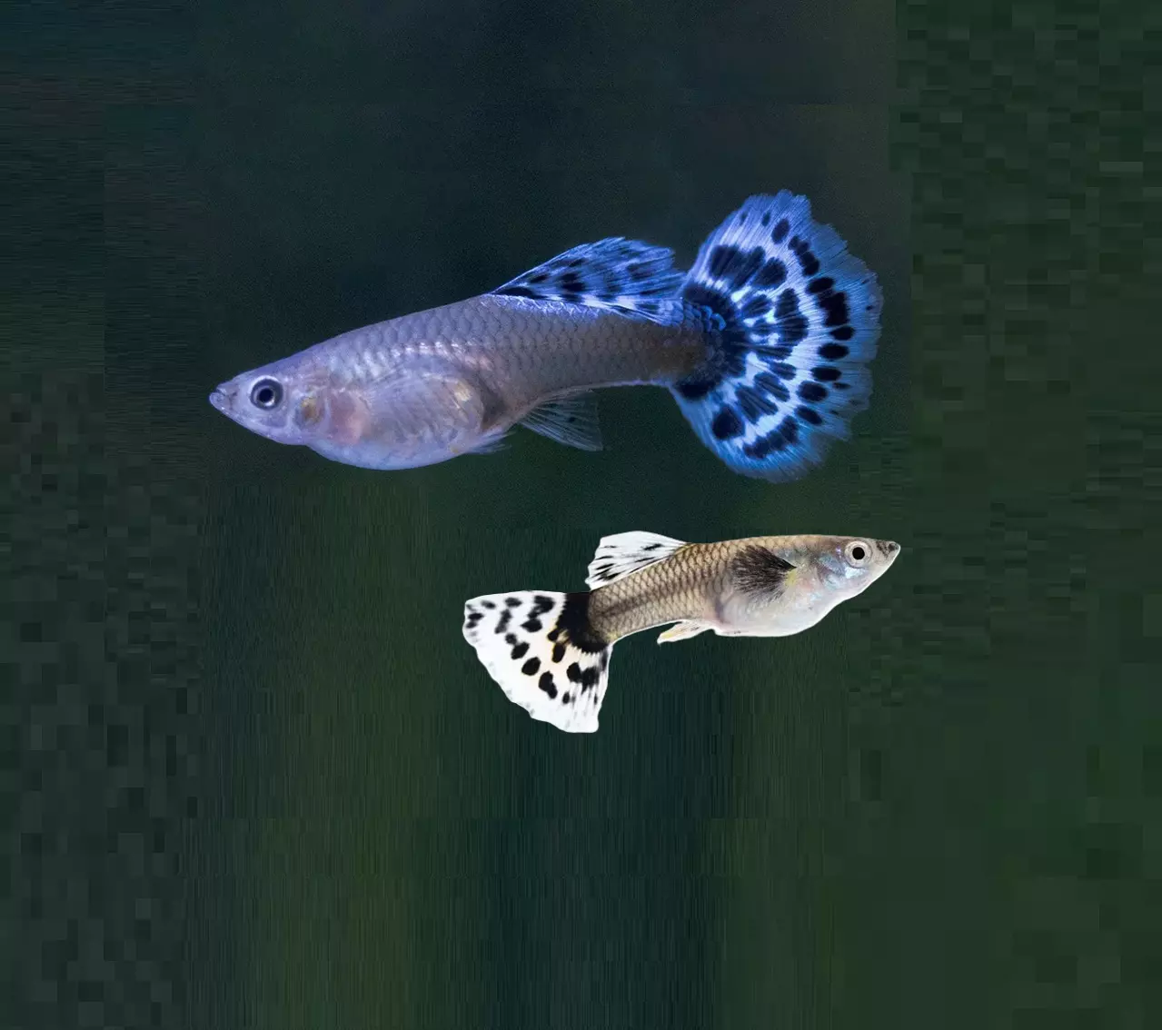 GUPPY Hunner, SPESIAL, Poecilia reticulata