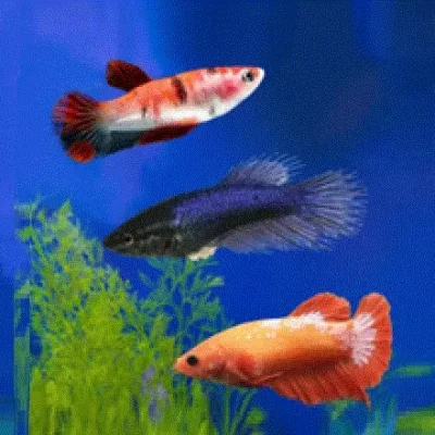 KAMPFISK HUNN Betta splendens