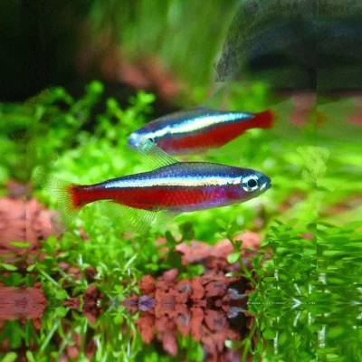 KARDINALTETRA, Paracheirodon axelrodi