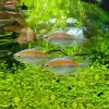 KONGOTETRA Phenacogrammus interruptus