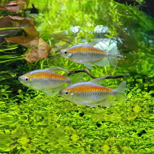 KONGOTETRA Phenacogrammus interruptus