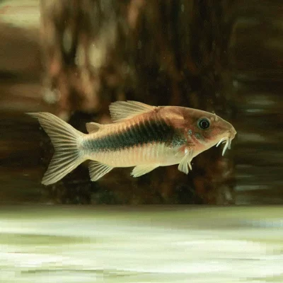 PANSERMALLE 'Metall' Osteogaster aenus