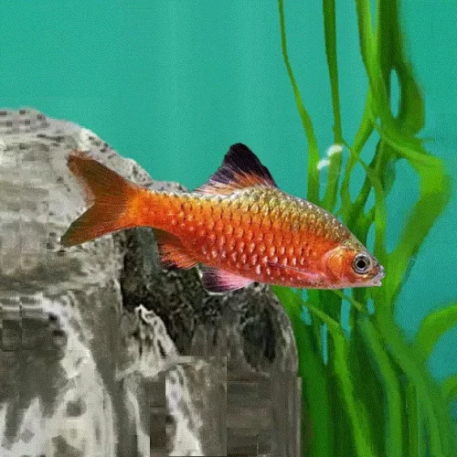 PRAKTBARBE Pethia conchonius