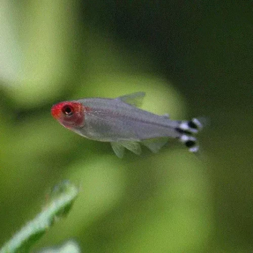 RØDMUNNSTETRA, Hemigrammus bleheri