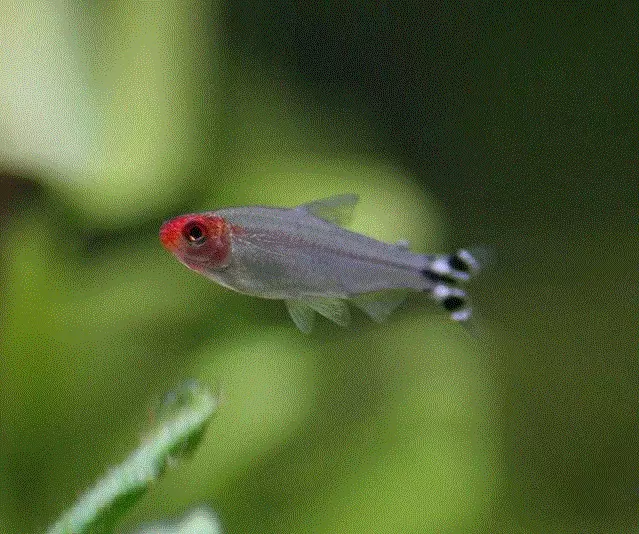RØDMUNNSTETRA, Hemigrammus bleheri