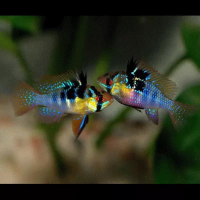 SOMMERFUGLCIKLIDE, 'Blå', Microgeophagus ramirezi