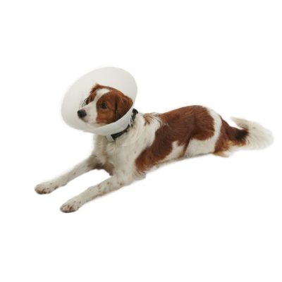 BUSTER Classic krave transparent, 35cm