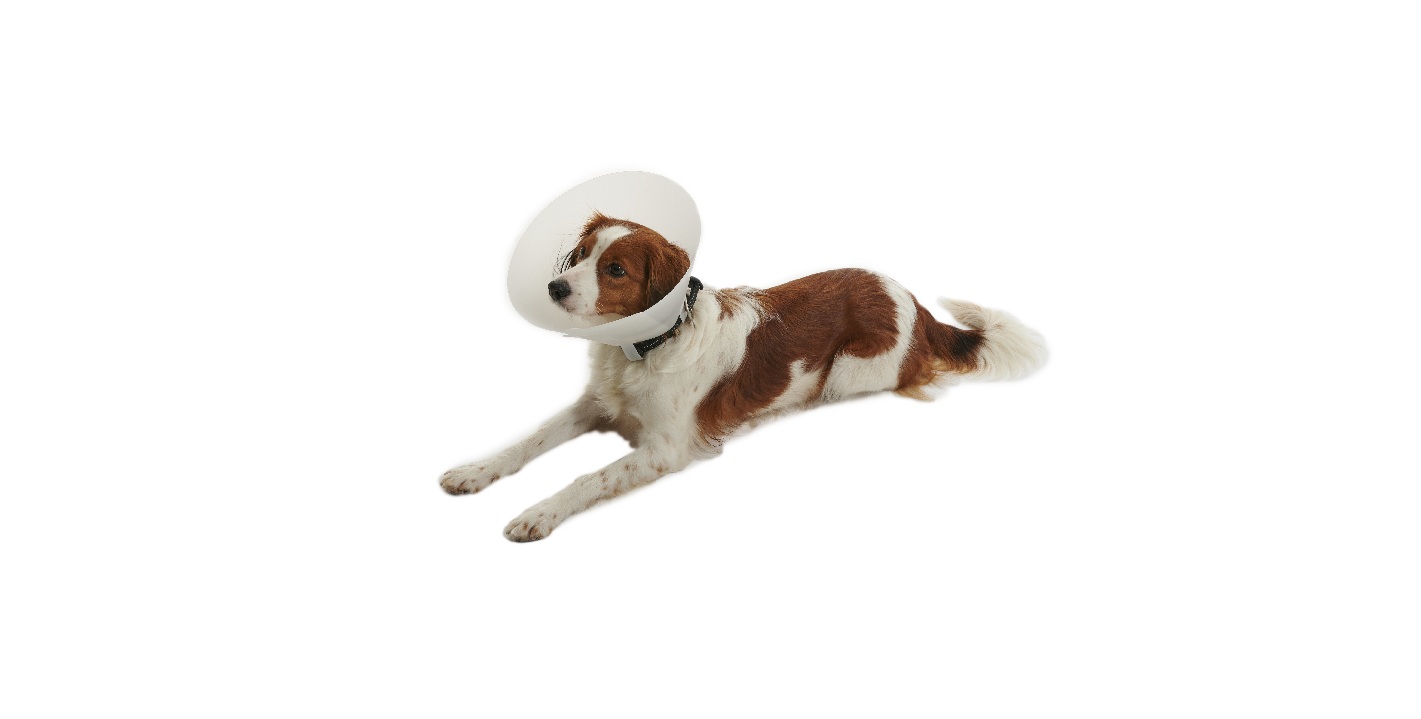 BUSTER Classic krave transparent, 35cm