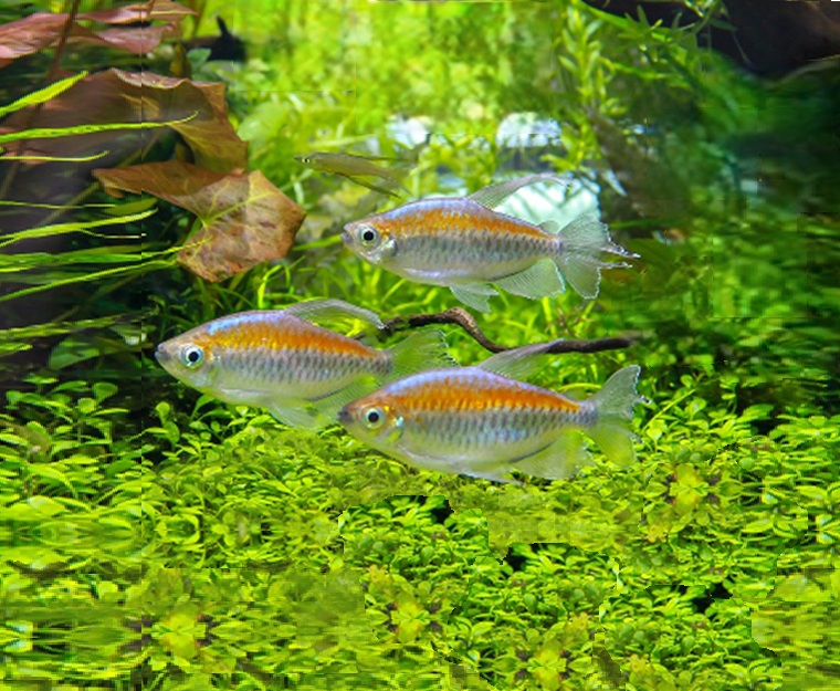 KONGOTETRA Phenacogrammus interruptus