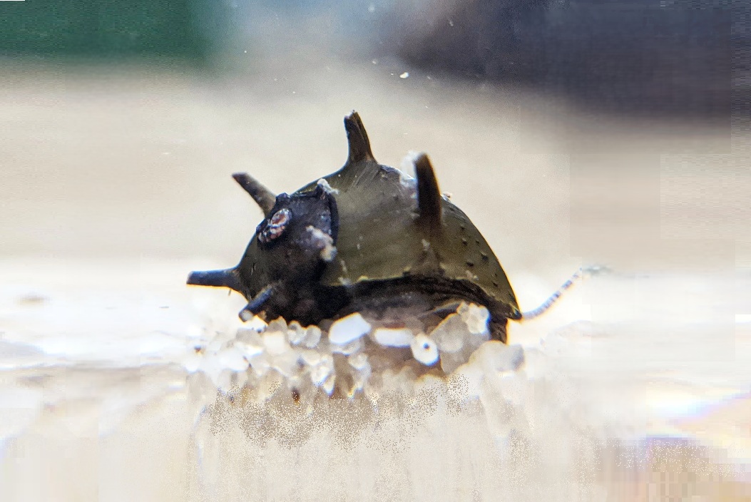 ANTENNESNEGLE Clithon corona