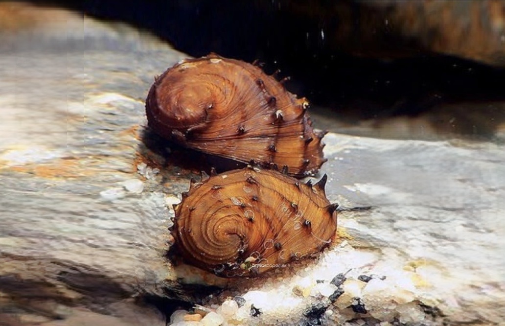 KING KOOPA SNEGLE Neritina juttingae