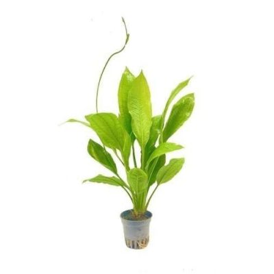 SVERDPLANTE Echinodorus bleheri