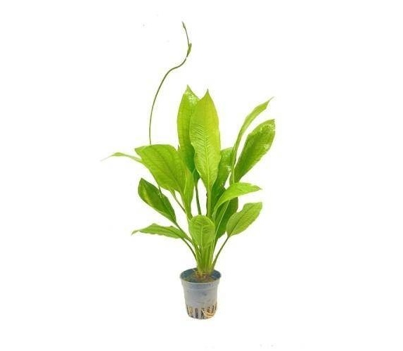 SVERDPLANTE Echinodorus bleheri