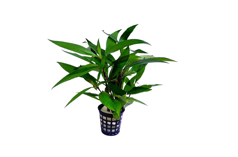 HYDROPHILA Guianensis