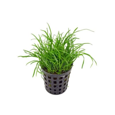 LILAEOPSIS mauritiana