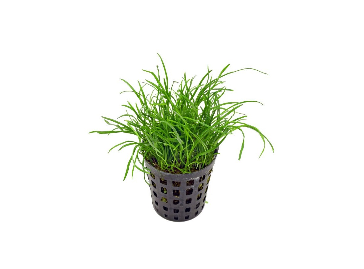 LILAEOPSIS mauritiana