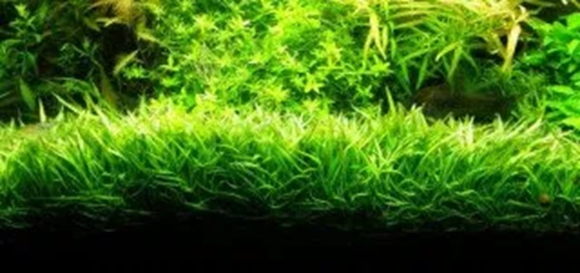 gallery-10097-for-5703249040206