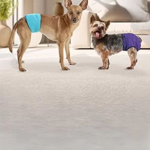 Tispetruse og mavebånd