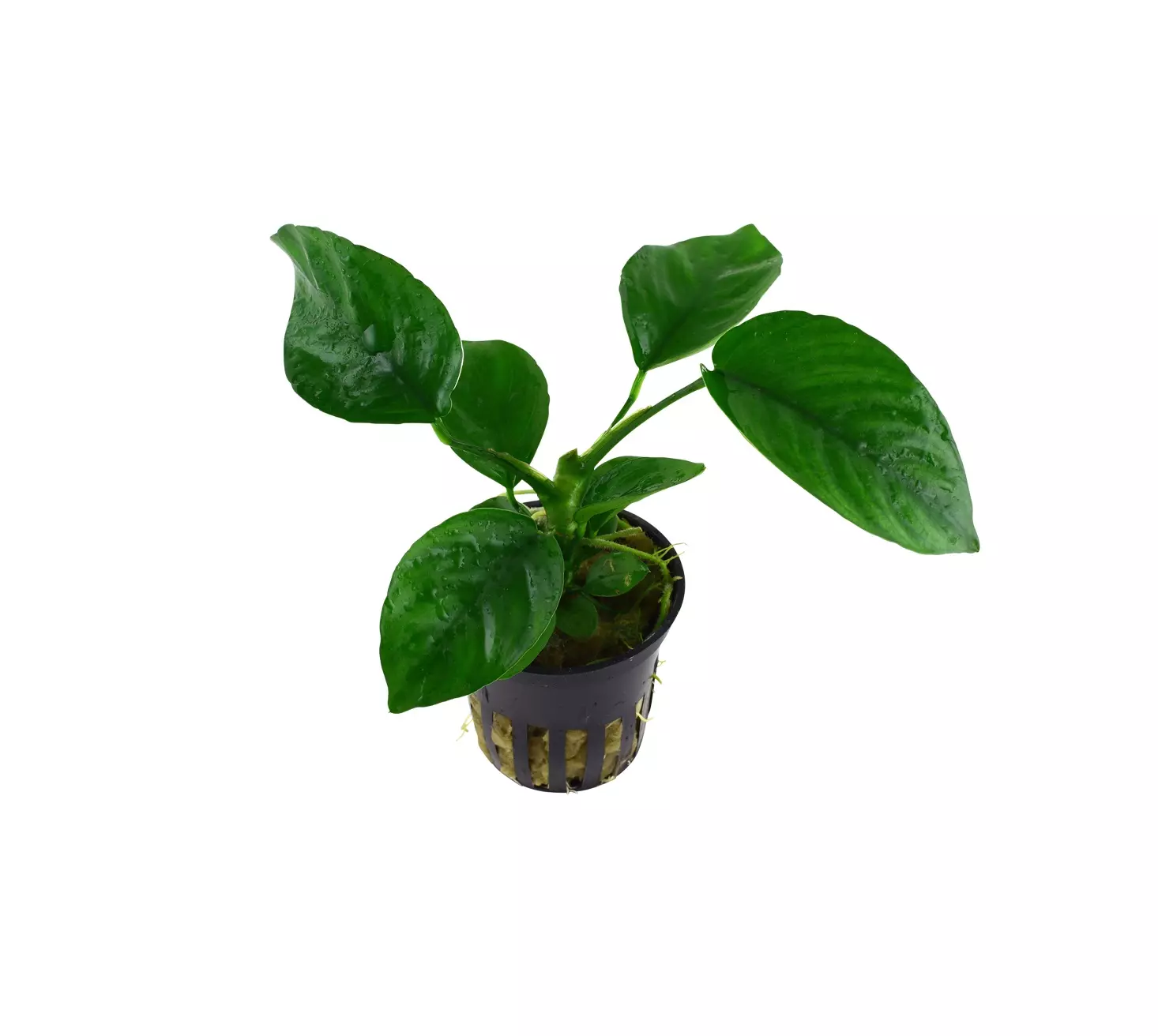 ANUBIAS barteri var. caladiifolia, 101UPOT