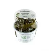 1-2-GROW Cryptocoryne Wendtii 'Mi Oya', Tropica