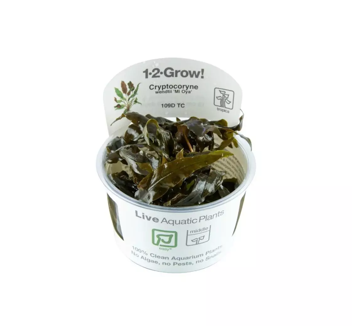 1-2-GROW Cryptocoryne Wendtii 'Mi Oya', Tropica