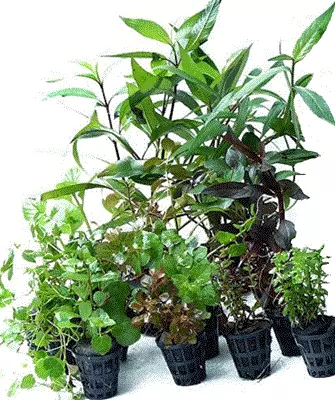 *Levende akvarieplanter