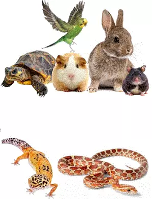 *Levende dyr, fugler og reptiler