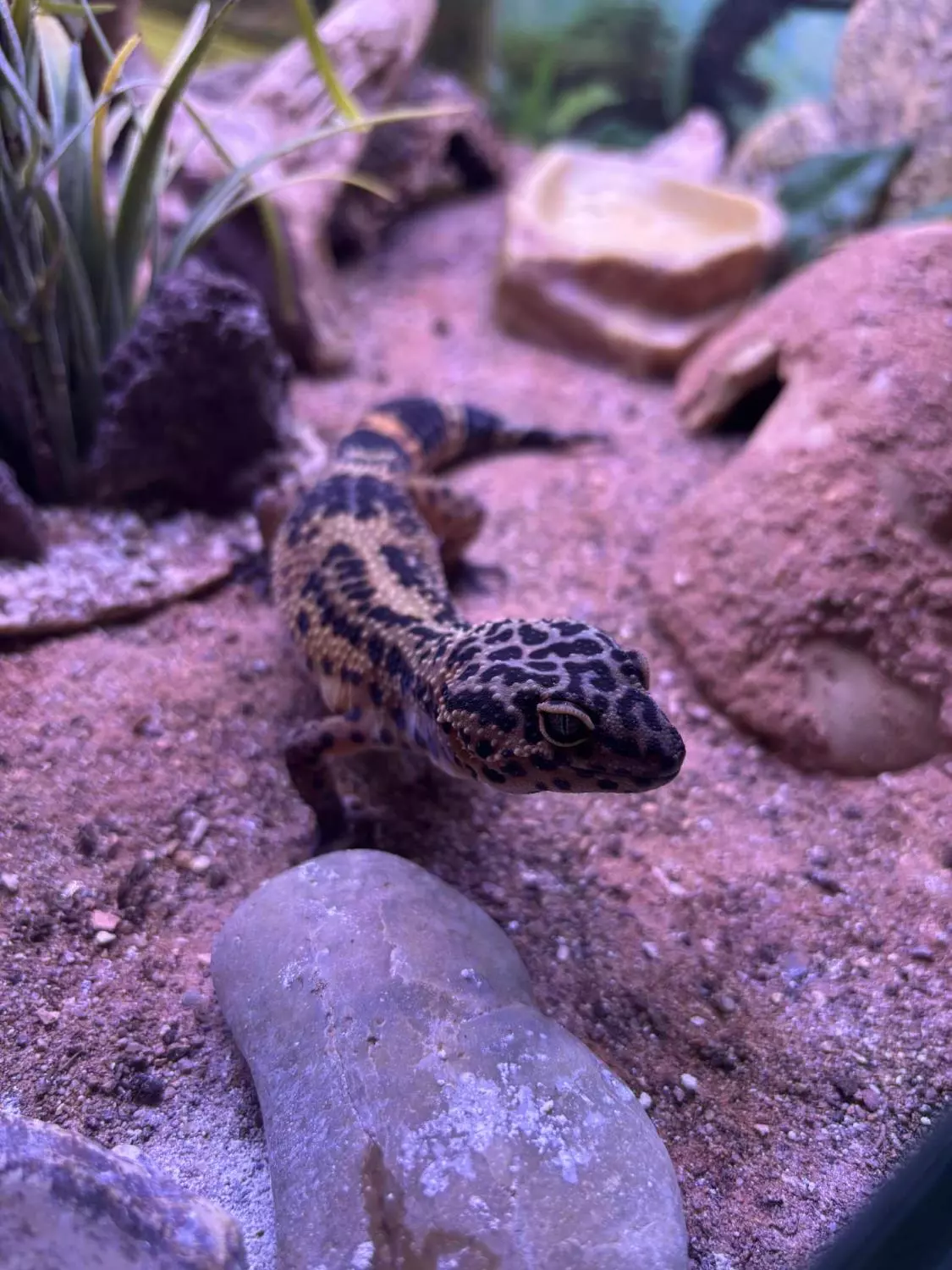 gallery-10215-for-101420