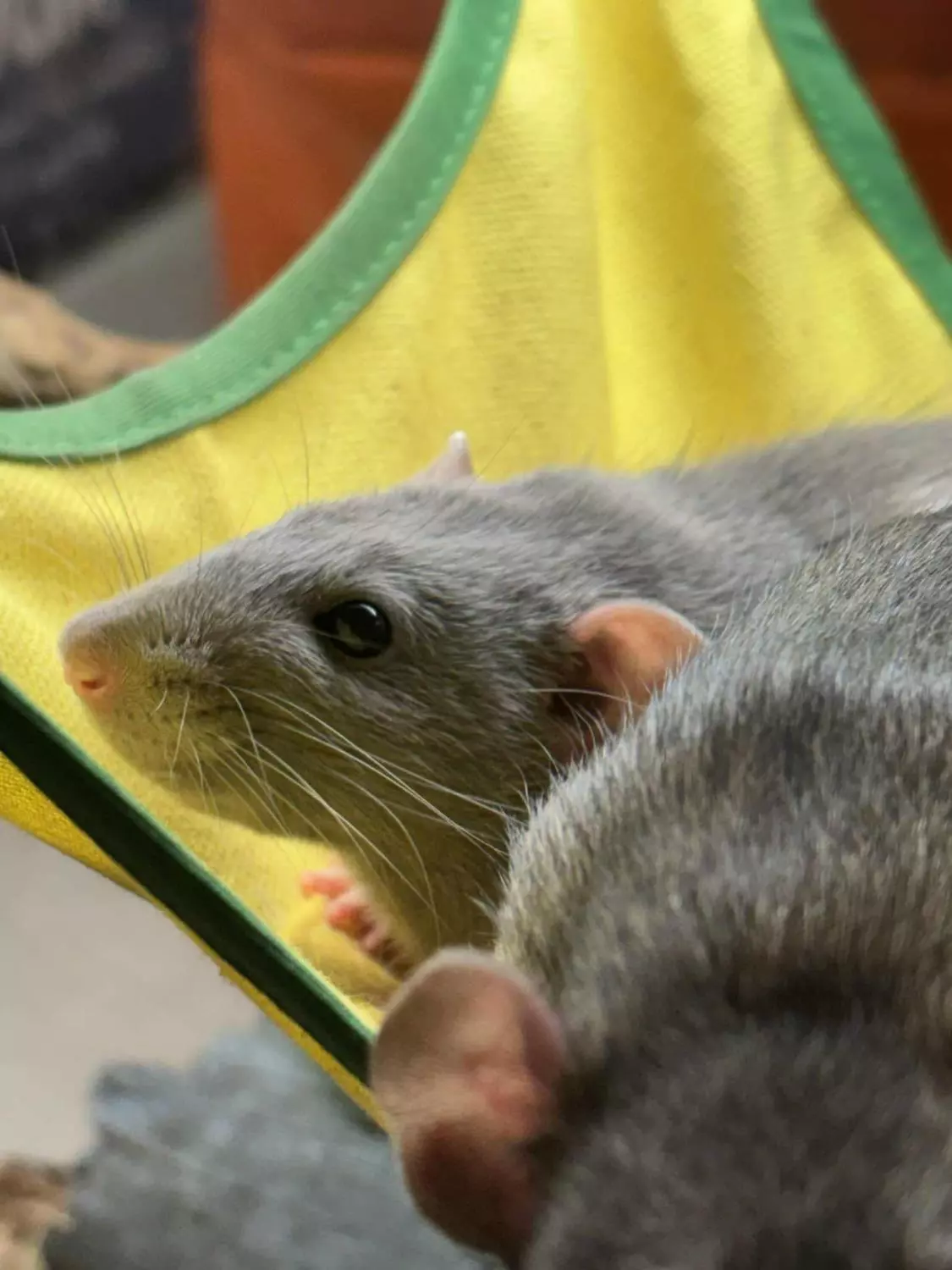 gallery-10217-for-101427