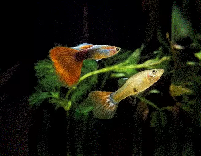 GUPPY, Poecillia reticulata