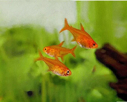 ILDTETRA Hyphessobrycon amandae