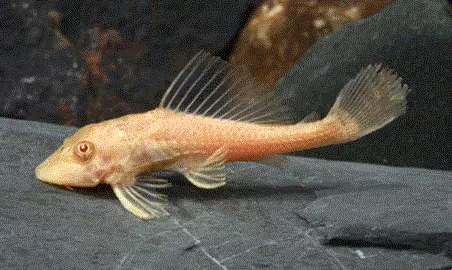 gallery-10247-for-100938