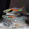ENDLERS (Guppy), Poecilia wingei