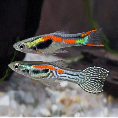ENDLERS (Guppy), Poecilia wingei