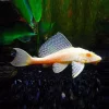 GIBBICEPS Albino, M, L165, Glyptoperichthys gibbiceps