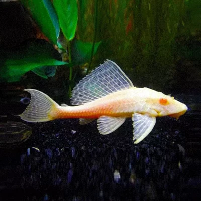 GIBBICEPS Albino, M, L165, Glyptoperichthys gibbiceps