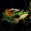 GUPPY, Poecillia reticulata