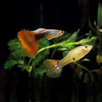 GUPPY, Poecillia reticulata