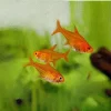 ILDTETRA Hyphessobrycon amandae
