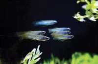 LAMPEØYEKILLI, Aplocheilichthys normanni