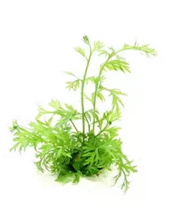 GULROTGRESS Ceratopteris thalicroides