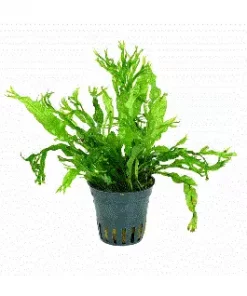 JAVABREGNE 'Windeløv' Microsorum pteropus