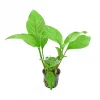 ANUBIAS Heterophylla