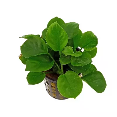 ANUBIAS nana 'Coin'