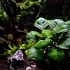 gallery-10258-for-8715897264177